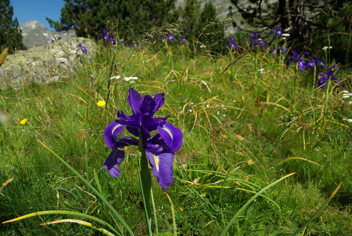 GE18: Pyrenen-Iris (Pyrenen, Benasque, 08.07.11)
