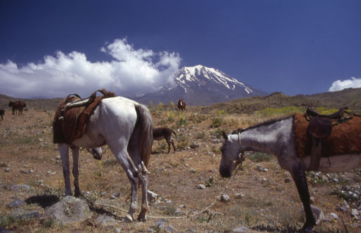 Ararat und Packpferde