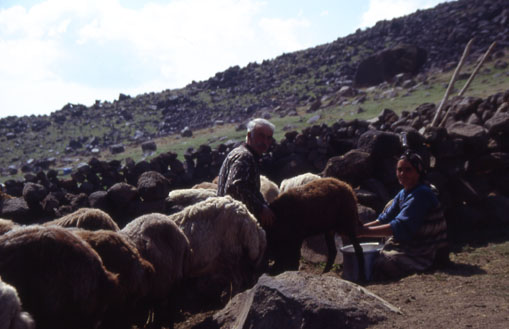 Kurdische Nomaden