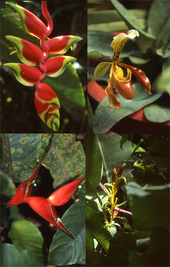 Floras de Ecuador