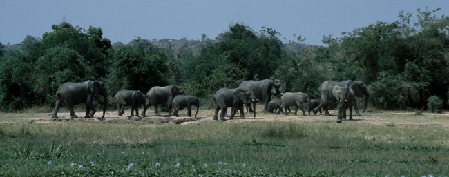 Elefanten-Clan