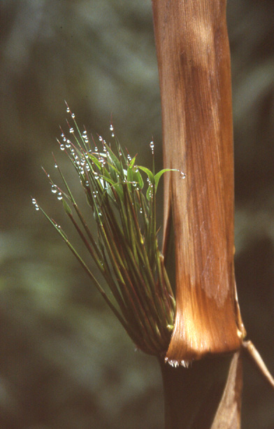 GE3: Bambus (Pasachoa, Foto: Betty, 14.12.04)
