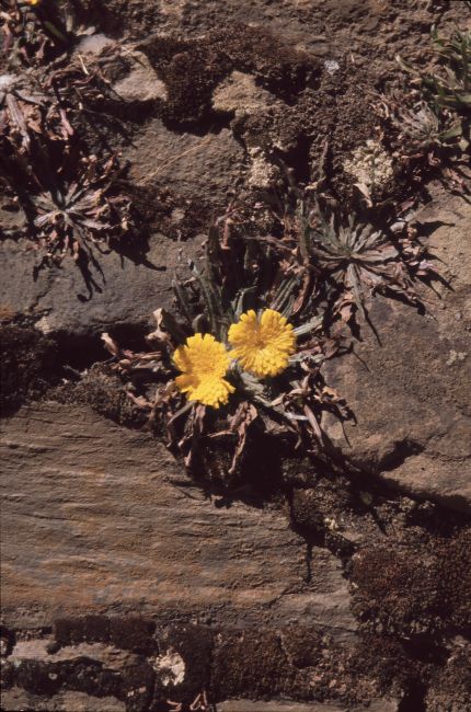 GE9: Mauerblümchen (Huaraz, Peru, 02.08.07)
