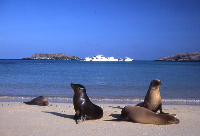 T1: Seelöwen auf Galapagos (03.01.05)
