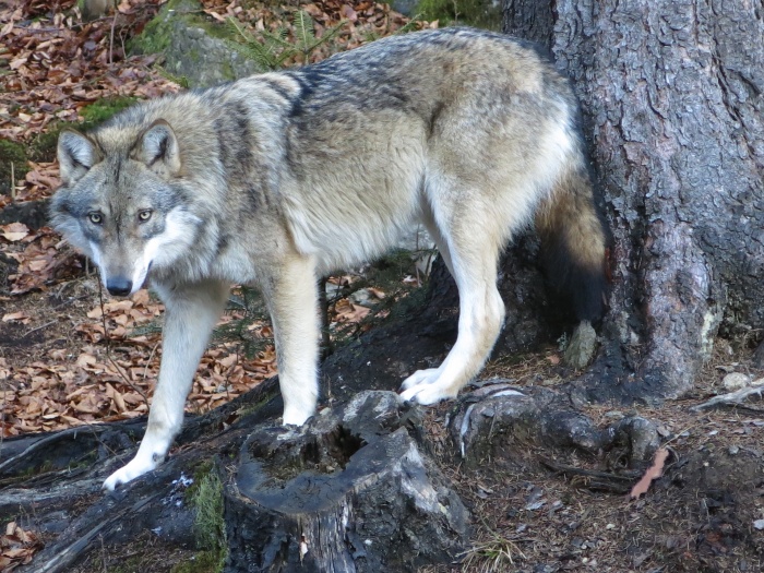 T19: Der Wolf (Tiergehege Ludwigsthal, 29.12.16)
