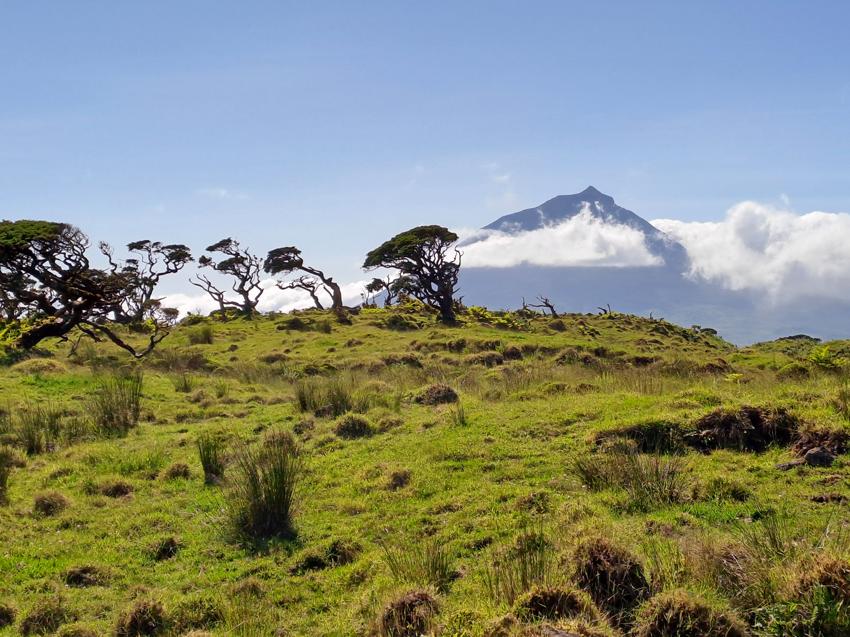 Pico