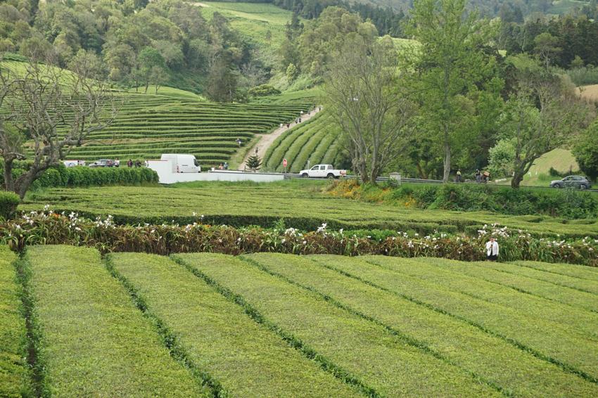 Sao Miguel