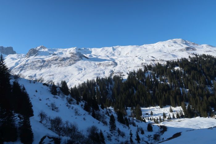 Riedkopf